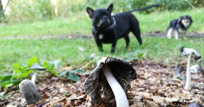 Ask Dr. Jenn: Are Wild Mushrooms Dangerous for My Dog?